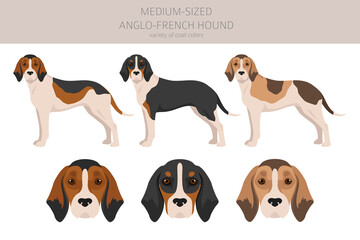 Medium sized Anglo-French hound clipart. Different poses, coat colors set