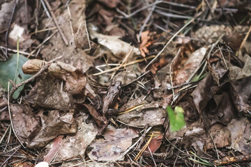 The frog merges with the color of the leaves