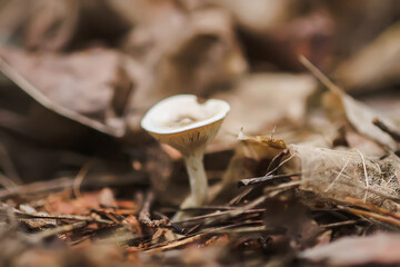The mushroom grow in autumn forest.
