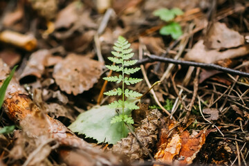 Fern leaves in a wild forest.