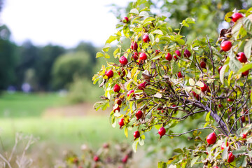 Rose Hip bush with red berries in the ripening season