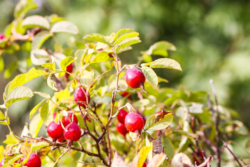 Rose Hip bush with red berries in the ripening season