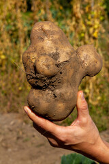 a hand holds a strange and large potato in an orchard