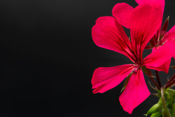 Fototapeta Kwiat pelargonii na czarnym tle obraz