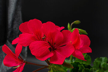 Fototapeta Kwiat pelargonii na czarnym tle obraz