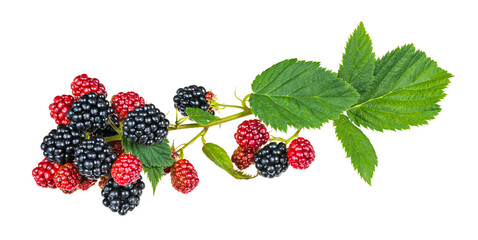 Ripening blackberries on bramble branch isolated on white background. Rubus fruticosus. Closeup of black and red forest berries and fresh green leaves. Healthy summer fruit in different growing phase.
