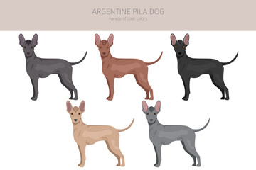 Argentine Pila dog clipart. Different poses, coat colors set