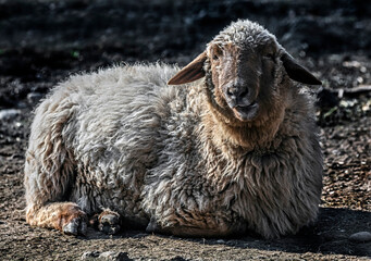 Wallis black-nose sheep on the ground in its enclosure