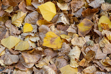 Background texture of fallen leafs in autumn