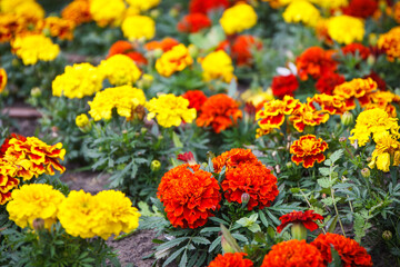 Colorful flowers in sunny garden or park. Spring or summer