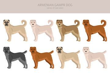 Armenian Gampe dog clipart. Different poses, coat colors set