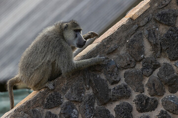 A yellow baboon (Papio cynocephalus) playing on the roof of a building.