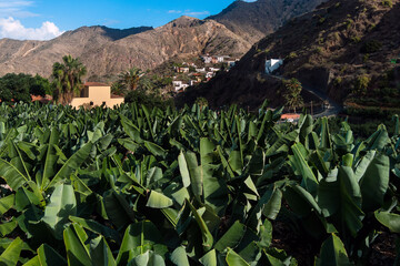 La Gomera, Hermigua, Canary Islands, Spain: banana plantation