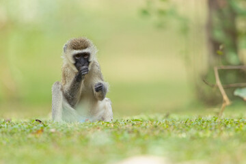 A vervet monkey (Chlorocebus pygerythrus) relaxing in the park