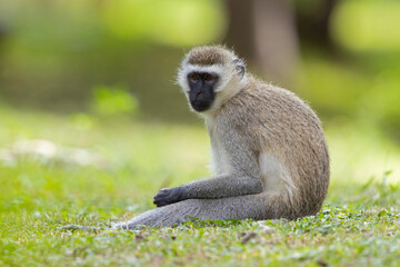A vervet monkey (Chlorocebus pygerythrus) relaxing in the park