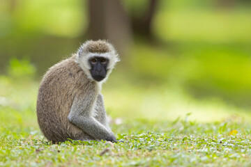 A vervet monkey (Chlorocebus pygerythrus) relaxing in the park