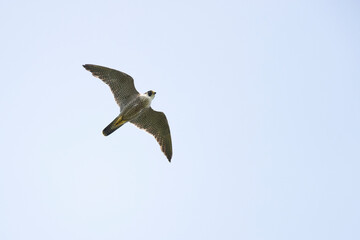 Obraz premium An adult Peregrine falcon (Falco peregrinus) flying in the sky.