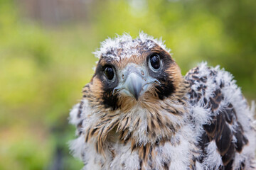 A Peregrine Falcon (Falco Peregrinus) juvenile bird getting bird banded.