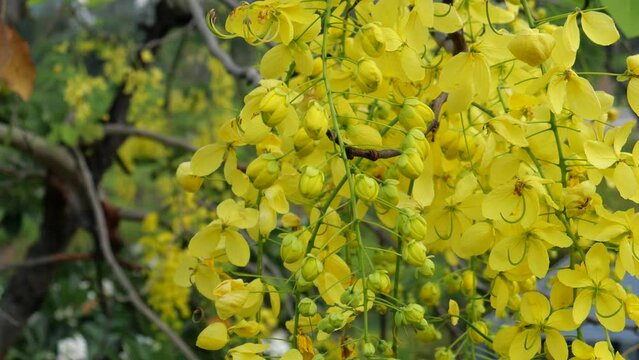 Thai National flowers, Ratchaphruek or golden shower