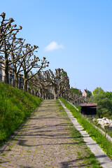 Fototapeta na wymiar Tree alley at border of Rhine River at City of Basel on a blue cloudy spring day. Photo taken April 27th, 2022, Basel, Switzerland.