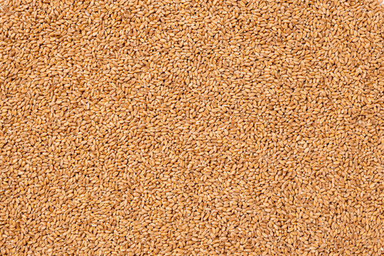 Textured background of wheat grain. Concept of food supply, carbs and nutrients