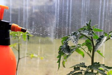 Protecting tomato plants from fungal disease, gardening concept. Farming concept. Spraying...