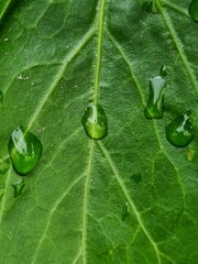 water drop on leaf