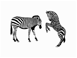 Obraz na płótnie Canvas Zebra Royalty Vector Illustration Stock Vector Image for Free EPS