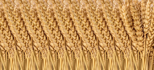 Haie d’épis de blé 