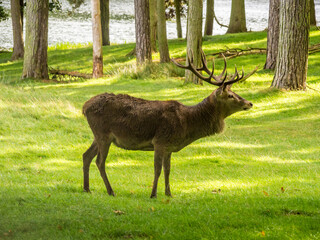 Roe deer in the spring at Tatton Park, Knutsford, Cheshire, Uk