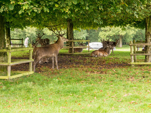 Roe Deer In The Spring At Tatton Park, Knutsford, Cheshire, Uk