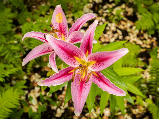 Orange lily is springtime, Cheshire, UK