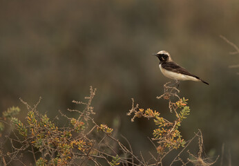 Pied wheatear perched on bush, Bahrain