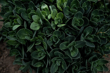 textured green plants background