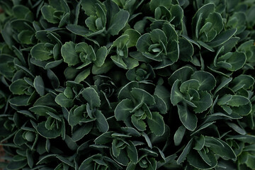 textured green plants background