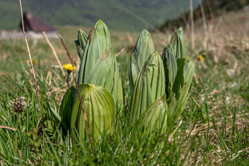Young shoots of yellow gentian in the Alps in France