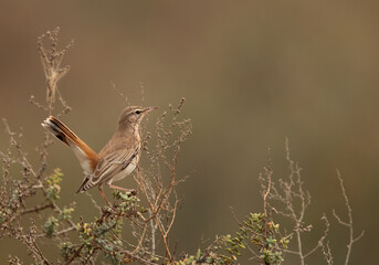 Rufous-tailed Scrub Robin on bush at Hamala, Bahrain © Dr Ajay Kumar Singh
