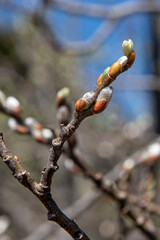Close-up of willow buds in the mountains