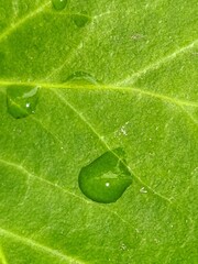 leaf with water drops