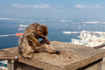 long shot of a monkey from gibraltar sitting on a concrete platform worming himself with the bay of Algeciras in the background © DanielHernandezBlanc