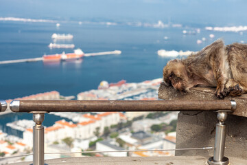 a sleeping monkey from Gibraltar with Algeciras Bay in the background