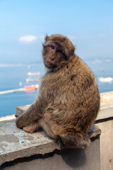 telephoto of a monkey from gibraltar sitting on a concrete platform and looking at the camera with...