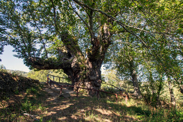 Castaño de Pumbariños. Es el árbol con el perímetro más grande de Galicia, con más de 12 m, y tiene más de 500 años. Fue declarado Monumento Natural en 1995. Souto de Rozabales, Ourense, España