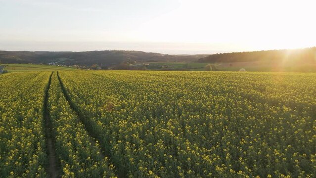 Sunset over a stunning blossoming field of rapeseed in the rural countryside of Hesse in Germany, Europe. Wide angle aerial fly over shot
