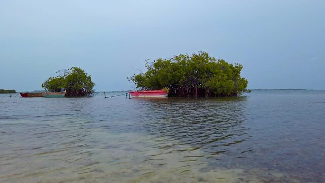 Small boats moored in bay among mangrove trees. Corbanitos Beach, Sabana Buey in Dominican Republic. Static view