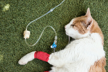 Sick elderly cat with medical care resting with bandages on the paws and catheter for the medicine....