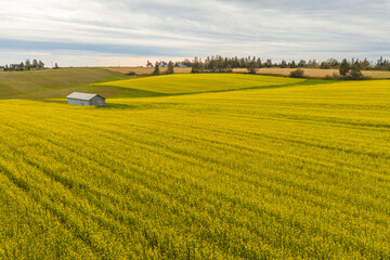Potato Field Planted with Mustard Plants as an Organic Treatment for the Wireworm, barn, storage,...