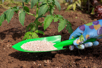 The farmer applies granular fertilizers to young tomato plants. Hand in a glove hold a shovel and...