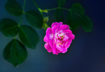 A close-up of the fuchsia rose