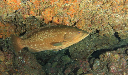 Fish swimming peacefully in its marine habitat in front of our photographic lens